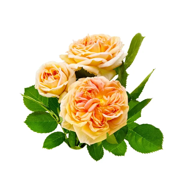 Gelbe Rosen Strauß Auf Weißem Hintergrund — Stockfoto