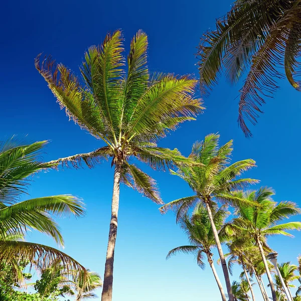 Miami Beach, ABD 'de Hindistan cevizi palmiyeli plaja giden yol..