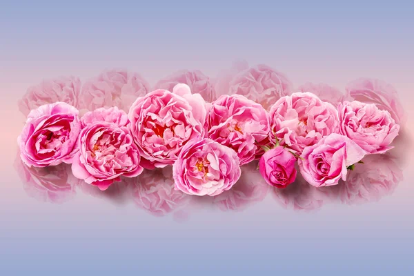 Pink Roses Bouquet White Background — Stock Photo, Image