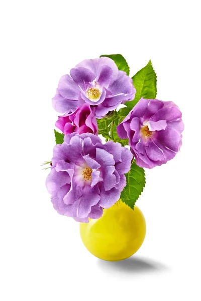 Bouquet Rose Viola Sfondo Bianco — Foto Stock