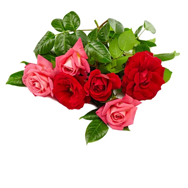 Ροζ Τριαντάφυλλα Μπουκέτο Λευκό Φόντο — Φωτογραφία Αρχείου