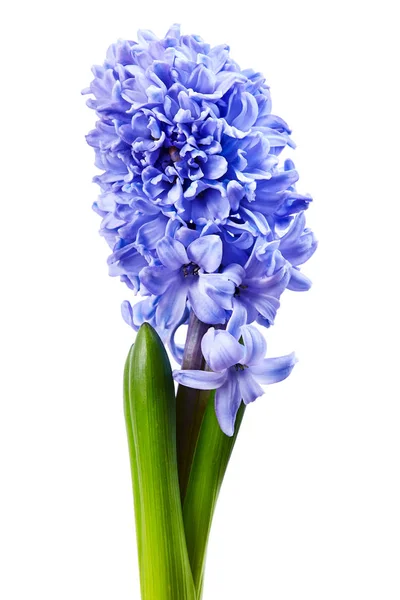 Violet Hyacinth White Background — Stock Photo, Image