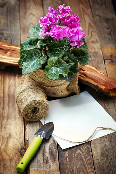 Kasede siklamen ve eski ahşap bir masada bahçe aletleri. Bahçıvanlık, bahçıvanlık malzemeleri masada..