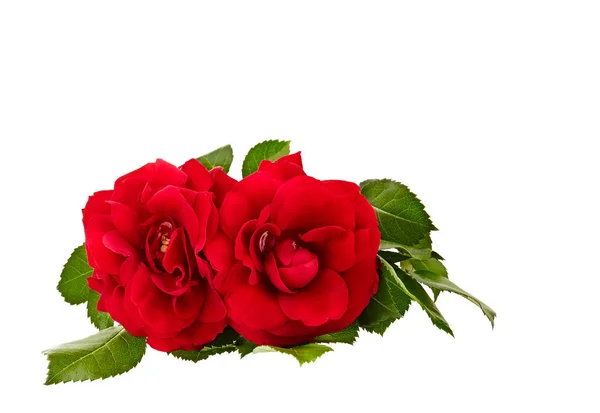 Red Rose Isolated White Background — Stock Photo, Image