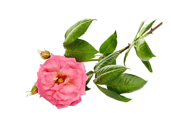 Rosa Rosen Strauß Auf Weißem Hintergrund — Stockfoto