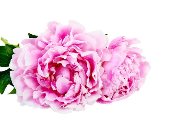 Pink Peony White Background — Stock Photo, Image