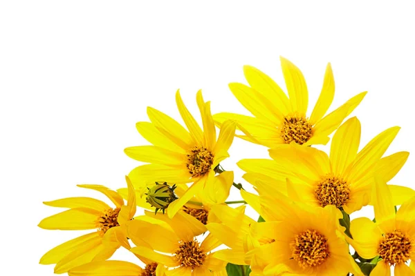 Bouquet Fresh Yellow Flowers White Background — Stock Photo, Image