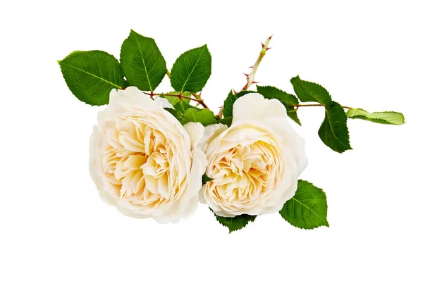 Weiße Rosen Strauß Auf Weißem Hintergrund — Stockfoto