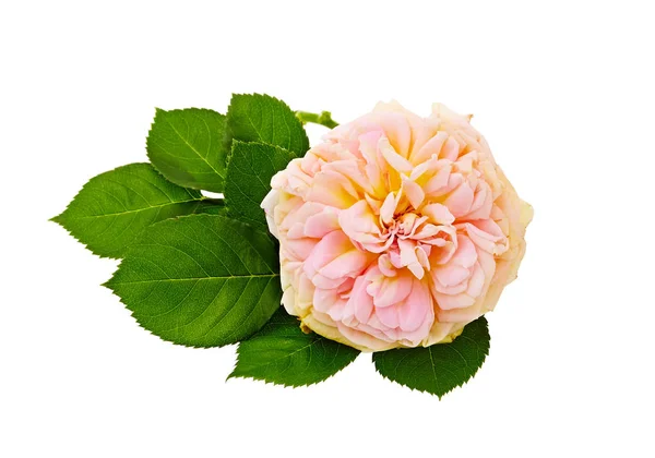 Bouquet Roses Sur Fond Blanc — Photo