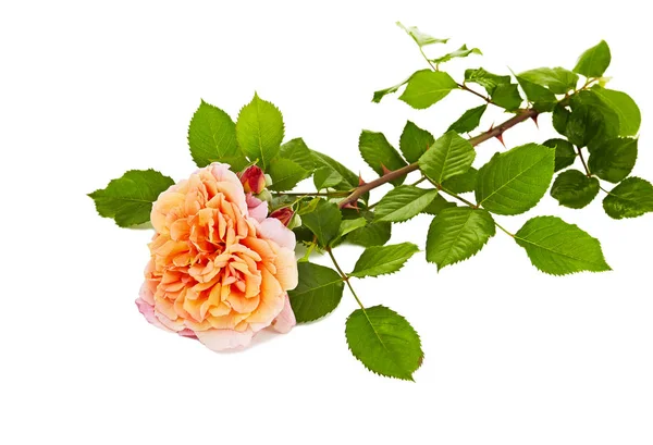 Rosa Rosen Strauß Auf Weißem Hintergrund — Stockfoto