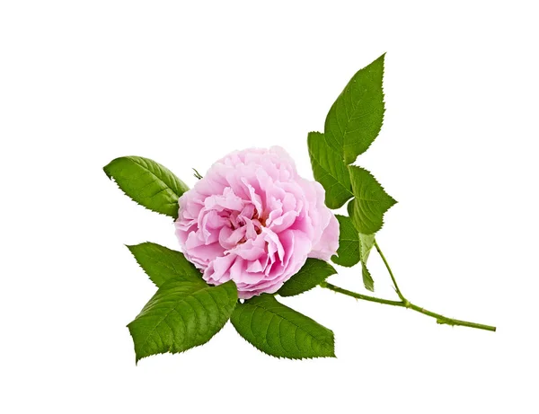 Pink Roses Bouquet White Background — Stock Photo, Image