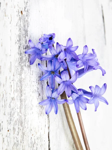 Hyazinthe Auf Hölzernem Hintergrund Bouquet Von Frühlingsblumen Frühlingshintergrund lizenzfreie Stockbilder