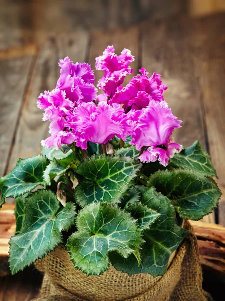 Cyclamen Dans Pot Outils Jardin Sur Une Vieille Table Bois Image En Vente