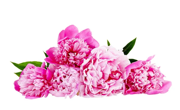 Rózsaszín Bazsarózsa Fehér Háttér Stock Kép
