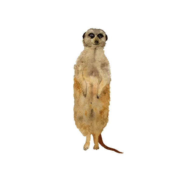 Meerkats de pé surikat. Ilustração desenhada à mão aquarela — Fotografia de Stock