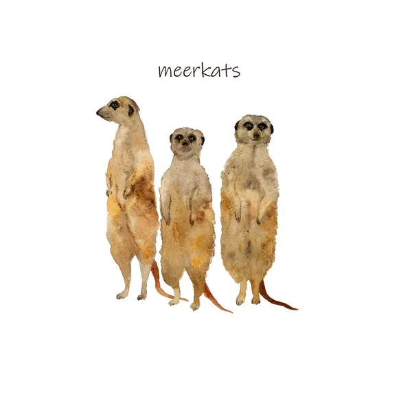 Meerkats surikat in piedi. Illustrazione disegnata a mano acquerello — Foto Stock