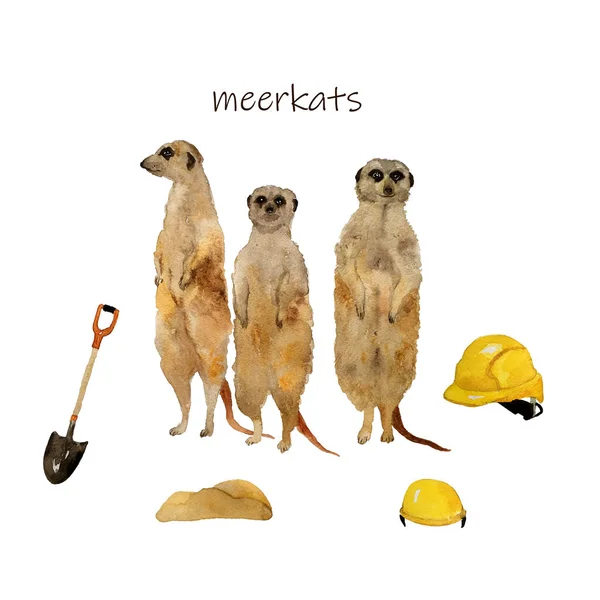 Στέκεται meerkats surikat. Ακουαρέλα χέρι εικονογράφηση — Φωτογραφία Αρχείου