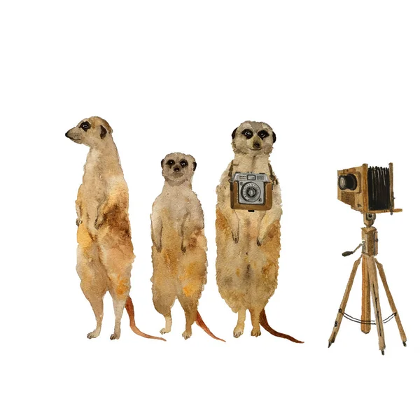 Meerkats in piedi surikat con fotocamera fotografica d'epoca. Illustrazione disegnata a mano acquerello — Foto Stock