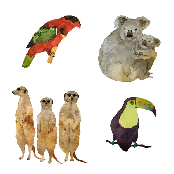 Animais e aves africanos: coala, papagaios e surikat meerkats. Ilustração desenhada à mão aquarela — Fotografia de Stock