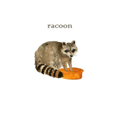 Şirin rakun hayvan yıkama bezler. Suluboya.