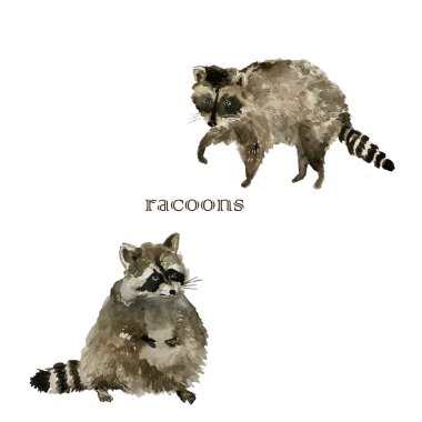 Şirin rakun hayvan. Watercolor.Isolated illüstrasyon