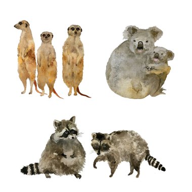 Funny animals: raccoons, koalas and meercats . Isolated on white watercolor. clipart