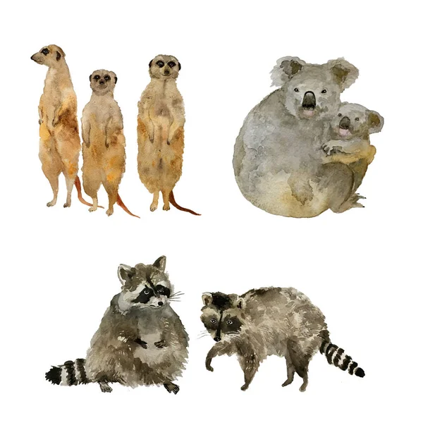 Смешные животные: еноты, коалы и сурикаты. Изолированный на белой акварели . — стоковое фото