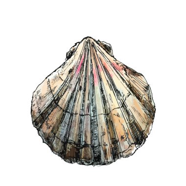 El çizilmiş mürekkepli kalem deniz kabuğu. Kartlar ve seyahat broshures için vektör illüstrasyon