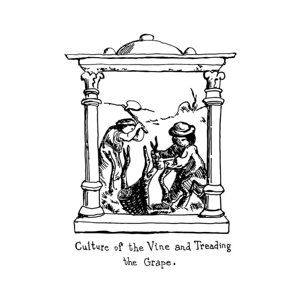 Výroba vína. Ručně kreslené vinobraní ilustrace hroznů šlapání a vinice krajiny. Obrázek pera s inkoustem ve vektoru — Stockový vektor