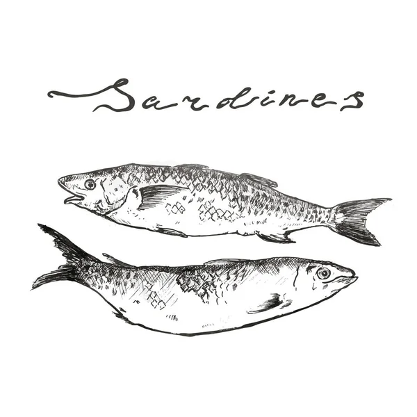 Pilchard 沙丁鱼手绘插图草图载体与字母 — 图库矢量图片