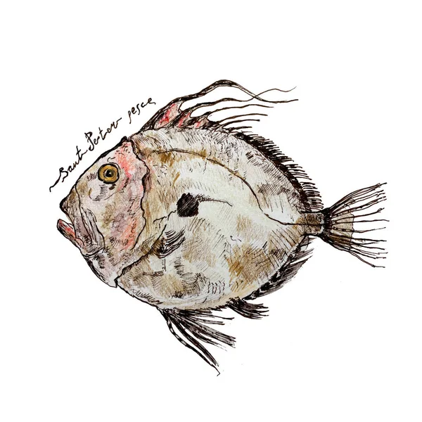 Ruční kreslení perem John Dory ryby a nápisy. Barevná ilustrace pro karty a cestovní brozy — Stock fotografie