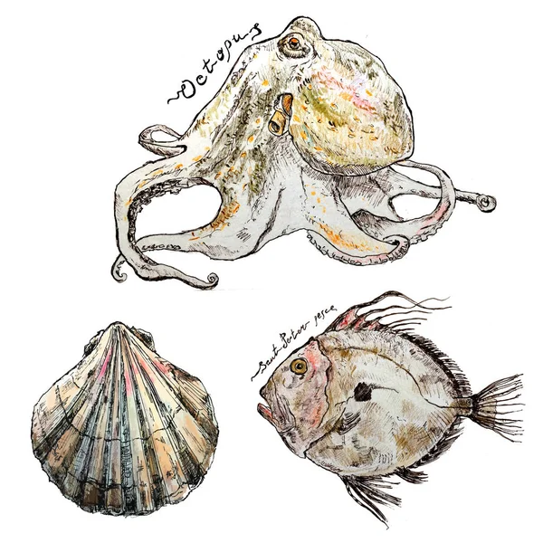 手绘墨笔收集海贝壳，约翰多利鱼和章鱼和字母。卡片和旅行兄弟的素描和彩色铅笔插图 — 图库照片