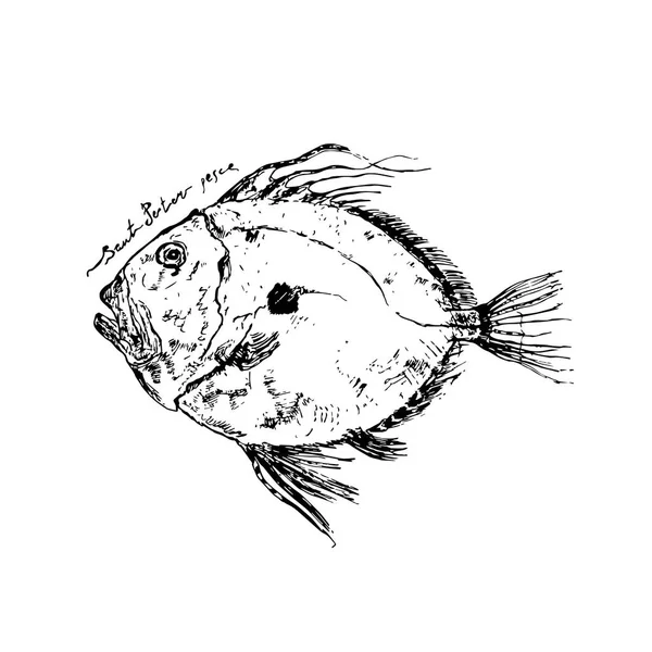 Stylo à encre dessiné à la main John Dory poisson et lettrage. Illustration vectorielle pour cartes et broches de voyage — Image vectorielle