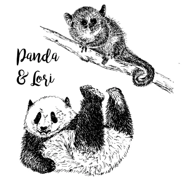 Lemur Lori e Panda, florestas exóticas e animais zoológicos ilustração vetorial, esboço desenhado à mão, preto e branco. Lory e panda e desenho de letras . — Vetor de Stock