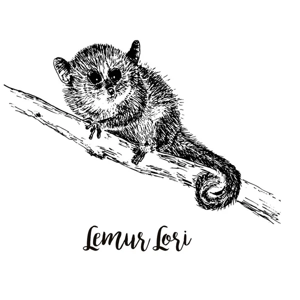 Lemur Loris bir ağaç vektör illüstrasyon, el çizilmiş kroki, siyah ve beyaz. Mürekkep kalem sevimli lori çin hayvan bir ağaç üzerinde oturan. — Stok Vektör