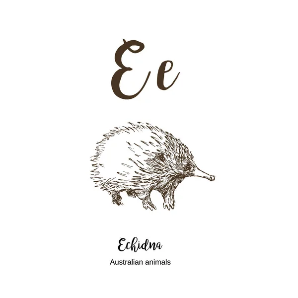 Echidna, A'dan z'ye, alfabe çizimi Avustralya hayvanları çizim vektör illüstrasyon. Vintage el harflerle çizilmiş. Baskı için hazır. Echidna için E harfi. Abc. — Stok Vektör