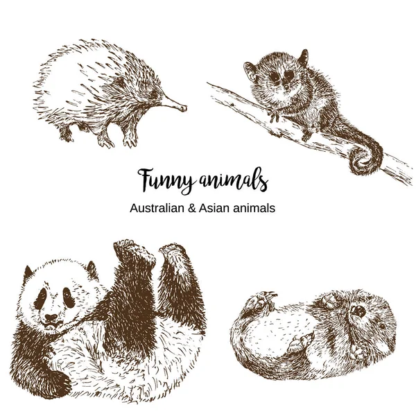 Śmieszne australijskie i Azjatyckie zwierzęta wektor ilustracji. Lemur Lori i Panda, womnietoperz i echidna. Egzotyczne lasy i zoo, ręcznie rysowane szkic. Słodkie zwierzęta i napis techniczny. — Wektor stockowy