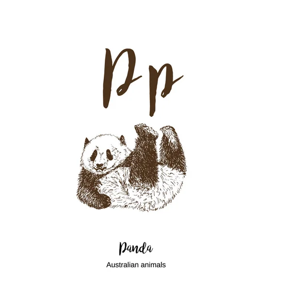 Panda, A a z, boceto alfabeto animales australianos dibujo vector ilustración. Vintage dibujado a mano con letras. Listo para imprimir. Letra P para panda. ABC . — Vector de stock