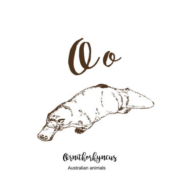 ornithorhyncus veya Platypus veya duckbill, A'dan z'ye, alfabe çizimi avustralya hayvanları vektör çizimi. Vintage el harflerle çizilmiş. Ornithorhyncus için O harfi. Abc.