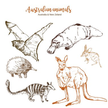 Australia and New Zeland animals vector illustration. Echidna, bandicoot, duckbill and kangaroo with numbat and flying fox. Exotic forests and zoo australian animals, hand drawn sketch. clipart