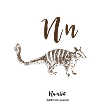 Numbat, A'dan z'ye, alfabe çizimi Avustralya hayvanları çizim vektör illüstrasyon. Vintage el harflerle çizilmiş. Baskı için hazır. Numbat için N harfi. Abc.