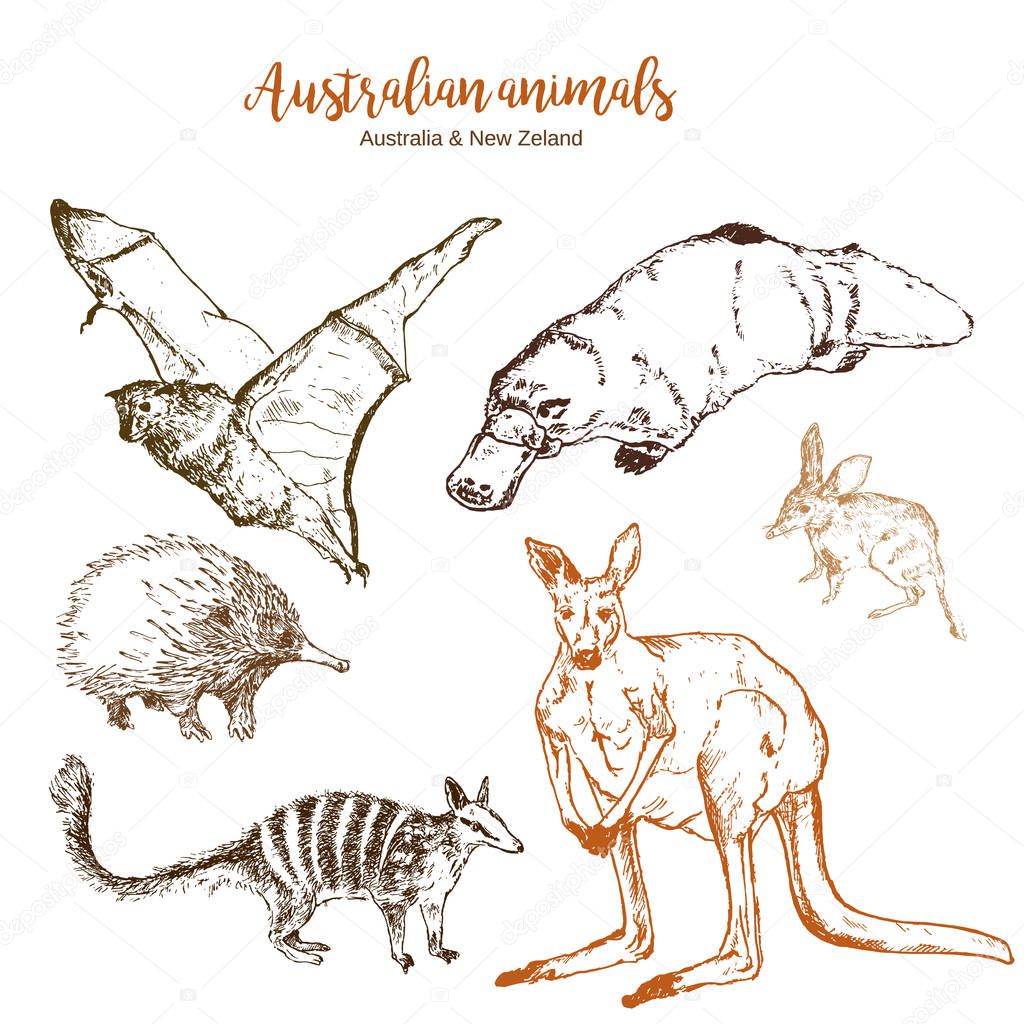 Australia and New Zeland animals vector illustration. Echidna, bandicoot, duckbill and kangaroo with numbat and flying fox. Exotic forests and zoo australian animals, hand drawn sketch.