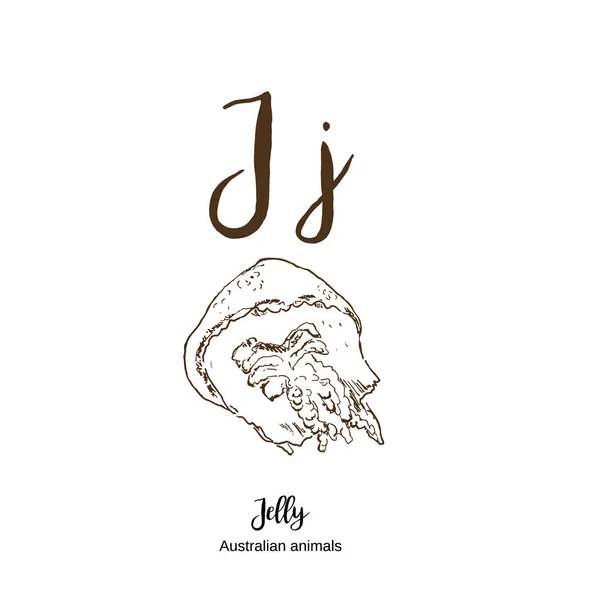 Jelly Fish, A tot z, alfabet schets Australische dierentekening vector illustratie. Vintage hand getrokken met belettering. Klaar om te printen. Letter J voor gelei vis. Abc. — Stockvector