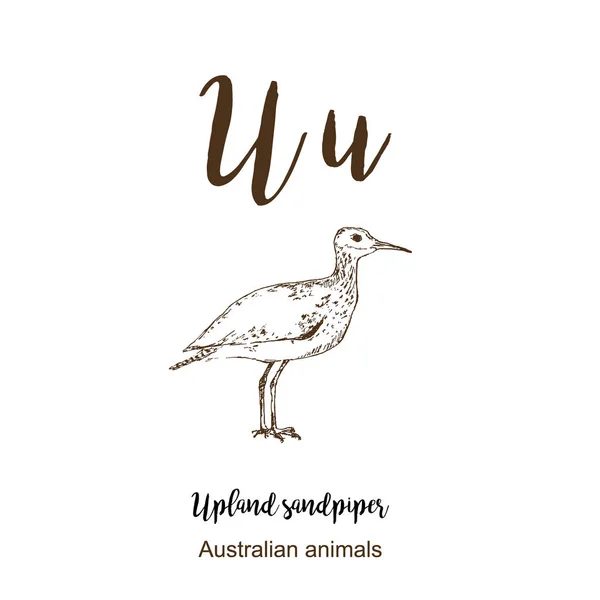 Upland Piper, A tot z, alfabet schets Australische dierentekening vector illustratie. Vintage hand getrokken met belettering. Letter U voor Upland Piper Bird. Abc. — Stockvector