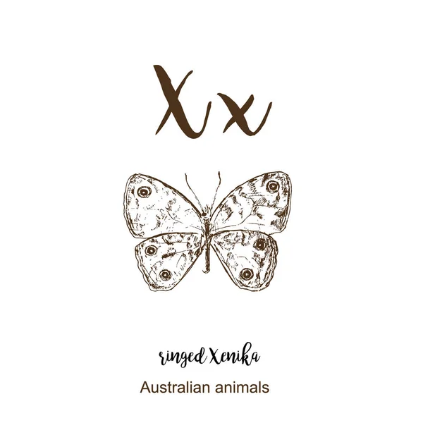 环状的Xenika蝴蝶，A到z，字母素描澳大利亚动物绘制矢量插图。复古手绘与字母。字母 X 表示环状 xenika 蝴蝶。Abc. — 图库矢量图片