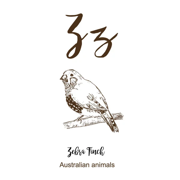 Zebra Finch vogel, A tot z, alfabet schets Australische dierentekening vector illustratie. Vintage hand getrokken met belettering. Klaar om te printen. Letter Z voor Zebra Finch vogel. Abc. — Stockvector