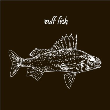 El çizilmiş kroki deniz ürünleri vektör siyah ve kabarık balık beyaz vintage illüstrasyon çizilmiş. Siyah cholk arka plan üzerinde yalıtılmış nesne. Menü tasarımı