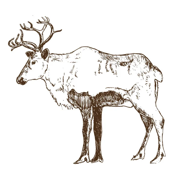 순록의 조각 양식, 빈티지 벡터 삽화, 손으로 그린 그림, 스케치. 크리스마스 카드를 위한 겨울 사슴의 역 잉크. — 스톡 벡터