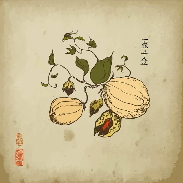 Fiore fiorito giapponese o cinese e illustrazione vettoriale di zucca in stile orientale. Vecchio sfondo di carta per sfondo cinese. Hyeroglyph dice che anche la zucca vuota costa migliaia di oro . — Vettoriale Stock