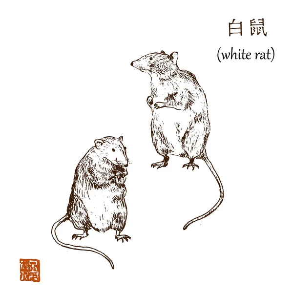 Nouvel an chinois 2020 année d'illustration vectorielle de rat blanc. Croquis rats et hiéroglyphe graphique asiatique. Hiéroglyphe dit rat blanc. Isolé sur blanc dessiné à la main . — Image vectorielle